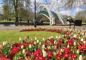 Tulips and Butterfly bridge